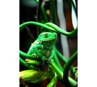 Golden Years Health Tracker for Senior Dogs & Cats