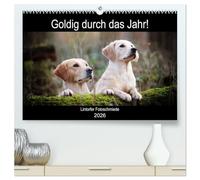 Goldig durch das Jahr! (hochwertiger Premium Wandkalender 2026 DIN A2 quer), Kunstdruck in Hochglanz: Liebevoll ausgewählte Golden Retriever Motive begleiten durch die Jahreszeiten.