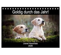 Goldig durch das Jahr! (Tischkalender 2026 DIN A5 quer), CALVENDO Monatskalender: Liebevoll ausgewählte Golden Retriever Motive begleiten durch die Jahreszeiten.