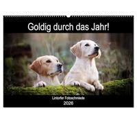 Goldig durch das Jahr! (Wandkalender 2026 DIN A2 quer), CALVENDO Monatskalender: Liebevoll ausgewählte Golden Retriever Motive begleiten durch die Jahreszeiten.