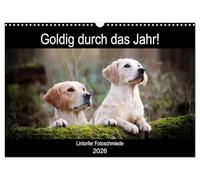 Goldig durch das Jahr! (Wandkalender 2026 DIN A3 quer), CALVENDO Monatskalender: Liebevoll ausgewählte Golden Retriever Motive begleiten durch die Jahreszeiten.