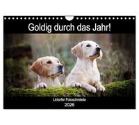 Goldig durch das Jahr! (Wandkalender 2026 DIN A4 quer), CALVENDO Monatskalender: Liebevoll ausgewählte Golden Retriever Motive begleiten durch die Jahreszeiten.