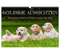 Goldige Aussichten - Mit Golden Retriever Welpen durch das Jahr (Wandkalender 2026 DIN A3 quer), CALVENDO Monatskalender: 13 entzückende Fotos von ... begleiten Liebhaber der Rasse durch das Jahr