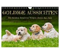 Goldige Aussichten - Mit Golden Retriever Welpen durch das Jahr (Wandkalender 2026 DIN A4 quer), CALVENDO Monatskalender: 13 entzückende Fotos von ... begleiten Liebhaber der Rasse durch das Jahr