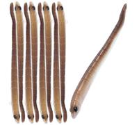 GOOHOCHY 10 Pezzi Esche Pesca Morbide Forma di Insetto Realistico Esche Artificiali Colorate per Pesca in Mare e Freshwater Facili da Montare