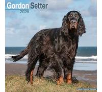 Gordon Setter 2026 Calendar | Square Wall Calendar | Dog Breed Gift | Plastic Free Packaging | by Avonside Publishing