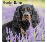 Gordon Setter 2027 Calendar | Square Wall Calendar | Dog Breed Gift | Plastic Free Packaging | by Avonside Publishing