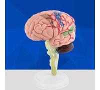 GOWENIC Modello Colorato di Cervello Umano Smontato |Giocattolo di Anatomia in Plastica con Base, Altamente Simulato per Lo Studio della Neurologia, Strumento di Insegnamento Medico, Display Clinico,