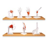 GPDNBIEU, Corpo umano 7 pezzi Anatomia dello scheletro Modelli comuni Serie Modello Spalla umana Gomito Anca Ginocchio Mano Piede