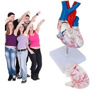 GPDNBIEU, Modelli anatomici del cuore, modelli di conduzione cardiaca e, modello educativo visualizzazione dello studio