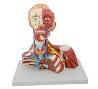GPDNBIEU, Modello anatomico del collo della testa cranio umano, cervello staccabile, for la visualizzazione dell'apprendimento dell'istruzione degli studenti