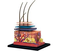 GPDNBIEU, Modello anatomico della pelle 4D, modello, strumento didattico for lo studio delle scienze o l'educazione del paziente