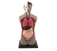 GPDNBIEU, Modello anatomico della struttura degli organi interni maschili umani da 42 cm for lo studio aiuti alla formazione educativa medica
