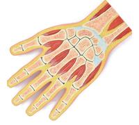 GPDNBIEU, Modello anatomico dello scheletro della mano umana, sezione dell'articolazione del polso Sezione RI muscoloscheletrica