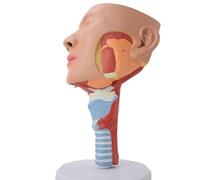 GPDNBIEU, Modello anatomico di anatomia dei muscoli rinofaringei, tracheali e faringei Anello deglutizione