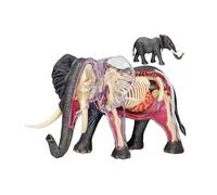 GPDNBIEU, Modello anatomico di elefante 4D, con scheletro organo rimovibile da 27 pezzi, modello for l'educazione medica