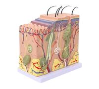 GPDNBIEU, Modello anatomico ingrandito 50X della struttura del tessuto pelle umana, strumenti didattici for l'industria bellezza e biologia