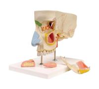 GPDNBIEU, Modello anatomico ingrandito di naso e seni umani, ingrandimento 1,5X diviso in 5 parti con base