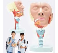 GPDNBIEU, Modello anatomico laringeo del muscolo faringeo umano, modello muscolare staccabile in 2 parti bocca naso lingua