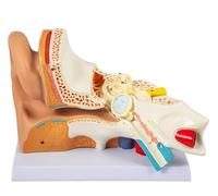 GPDNBIEU, Modello dell'orecchio umano ingrandito 5 volte, anatomia che mostra l'orecchio esterno, medio e interno con base