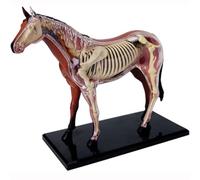GPDNBIEU, Modello di anatomia del cavallo 4D, biologia staccabile, 26 parti for la formazione veterinaria della clinica for animali domestici, insegnamento scolastico