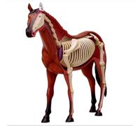 GPDNBIEU, Modello di anatomia del cavallo Organi visivi staccabili 4D for l'insegnamento della scuola formazione veterinaria clinica for animali domestici