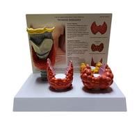 GPDNBIEU, Modello di anatomia della tiroide, struttura anatomica accurata con scheda istruzioni, for la visualizzazione dell'insegnamento medico