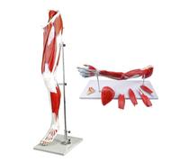 GPDNBIEU, Modello di anatomia umana Braccio Gamba sinistra Spalla numerata Mano Arterie Vene for visualizzazione studio Insegnamento 2 pezzi