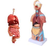 GPDNBIEU, Modello di cervello e scheletro umano Modelli anatomia umana didattico Anatomia degli organi interni rimovibili