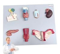 GPDNBIEU, Modello di organo endocrino umano, modello ovarico della ghiandola paratiroidea, strumento didattico for il sistema