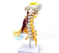 GPDNBIEU, Modello di scheletro della colonna vertebrale umana, modello nervo muscolare cervicale, utilizzato for l'insegnamento dell'anatomia ossea