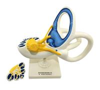 GPDNBIEU, Modello di struttura interna dell'orecchio anatomico medico aperto 8X umano, canale semicircolare della coclea e vestibolo