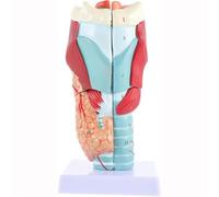 GPDNBIEU, Modello laringeo umano anatomico Insegnamento degli studenti di medicina scientifica