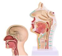 GPDNBIEU, Modello medico 1:1 di anatomia della cavità nasale gola, con marchio digitale, for l'insegnamento, lo studio degli studenti