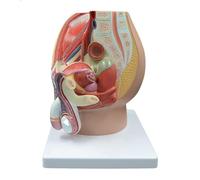 GPDNBIEU, Modello strutturale del sistema riproduttivo maschile, modello di anatomia sagittale pelvica, con identificazione digitale