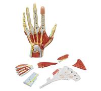 GPDNBIEU, Scheletro di mano umana con muscoli, legamenti, nervi e vasi sanguigni, modello anatomico, 7 parti, magnetico