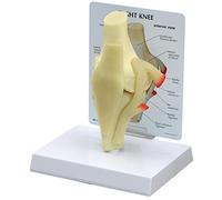 GPI Anatomicals 1000 Modello Base di Ginocchio