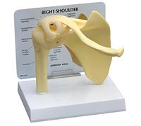GPI Anatomicals 1790 Modello Base di Spalla