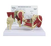 GPI Anatomicals 1900 Set Mini di Articolazioni con Muscoli