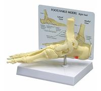 GPI Anatomicals 1980 Modello di Piede/Caviglia con Fascite Plantare