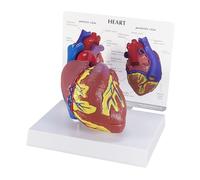 GPI Anatomicals 2500 Modello di Cuore