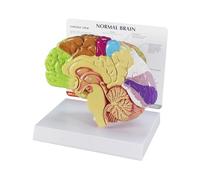 GPI Anatomicals 2950 Modello di Mezzo Cervello