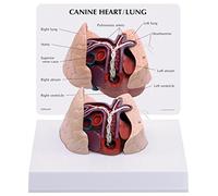GPI Anatomicals W33376 Modello di Cuore e Polmoni Canini