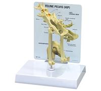 GPI Anatomicals W33377 Modello di Anca di Un Felino