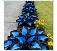 Graceful Hosta di Alta Qualità,Resistenti all’Ombra, Ideali per Aree Ombreggiate.-15rhizome-D