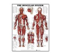 Grafico a Parete del Sistema Muscolare, 50x70cm Diagramma di Anatomia del Muscolo Umano del Poster di Seta del 50x70cm, Immagine dell'apprendimento dell'anatomia Grafica Muscolare,