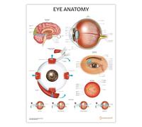 Grafico/poster di anatomia dell'occhio, 45 x 60 cm, 18 x 24 pollici, diagramma di anatomia dell'occhio, poster di educazione medica, tabella di oftalmologia anatomica