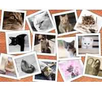 Grafika - Puzzle Gatti - 2000 Pezzi