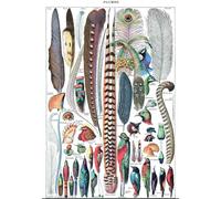 Grafika - Puzzle Illustrazione tratta da Larousse pour Tous : Piume - 1000 Pezzi