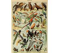 Grafika - Puzzle Illustrazione tratta da Larousse pour Tous : Uccelli - 1000 Pezzi